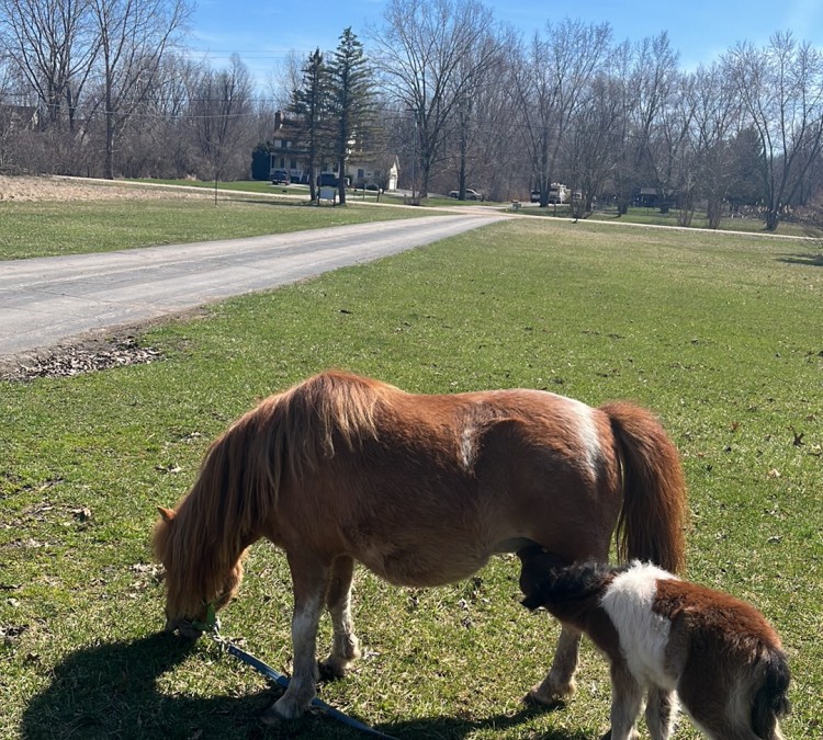 ponies-r-us-mobile-petting-zoo-photo